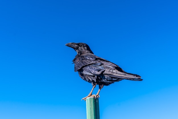 Krähe auf einem Straßenschild mit blauem Himmel