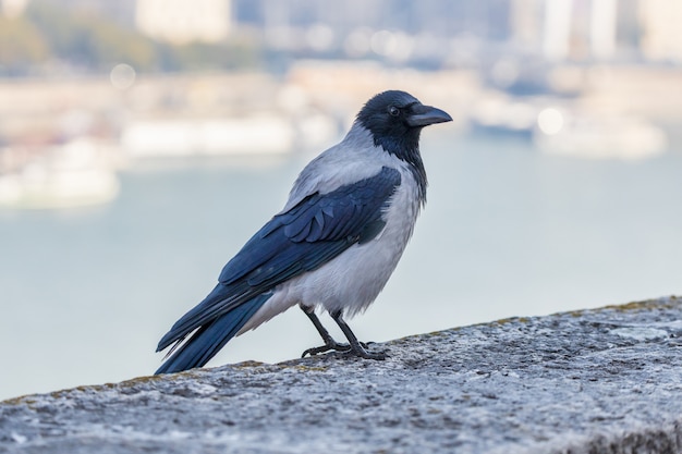 Krähe, die an der Aussichtsplattform des Königspalastes in Budapest, Ungarn sitzt