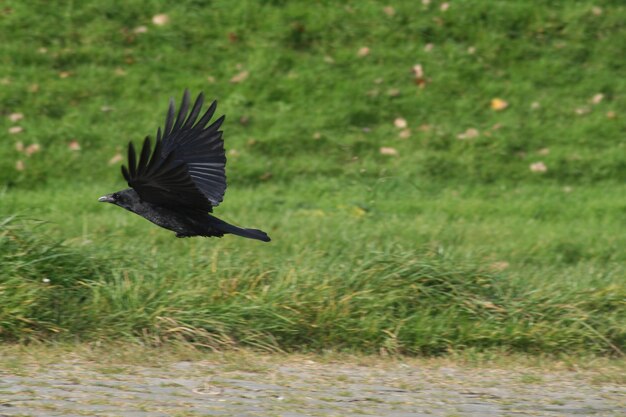 Foto krähe fliegen über das grasfeld