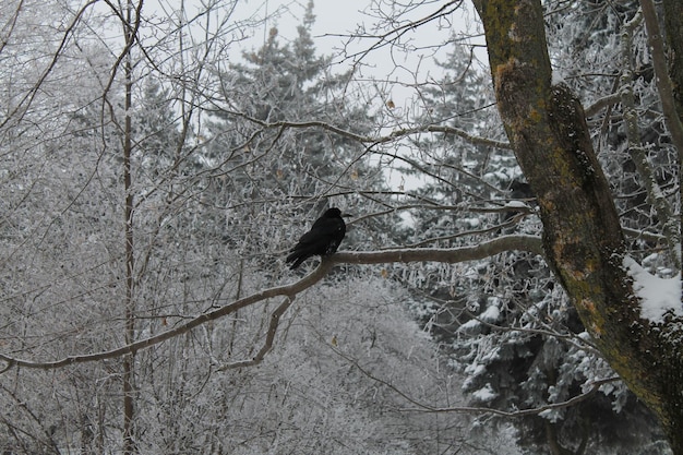 Krähe im verschneiten Wald