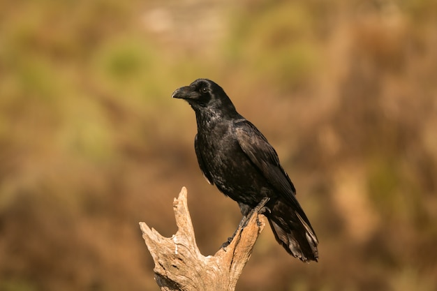 Krähe in der Natur