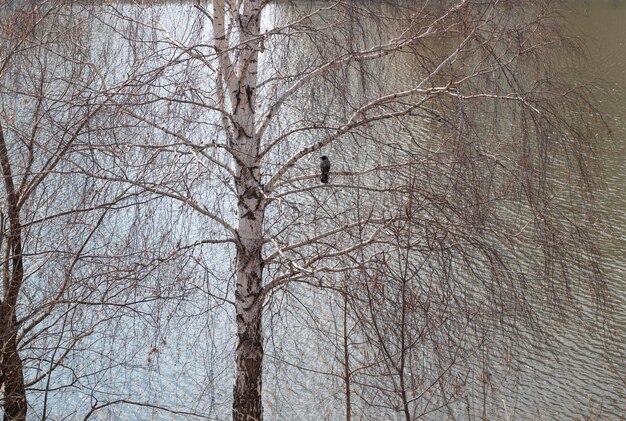 Foto krähe thront auf dem hintergrund des sees und der trockenen äste