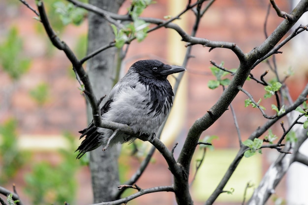 Krähenküken sitzt auf einem Baum vor dem Hintergrund eines Backsteinhauses in der Stadt