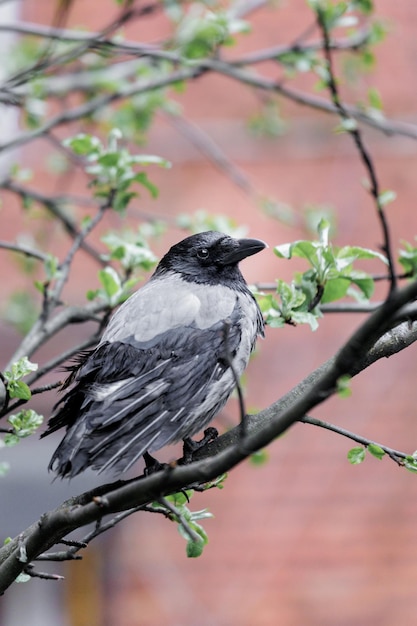 Krähenküken sitzt auf einem Baum vor dem Hintergrund eines Backsteinhauses in der Stadt