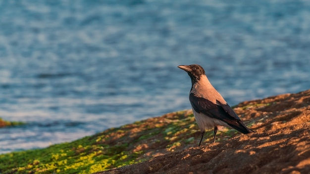 Krähenvogel am Meer