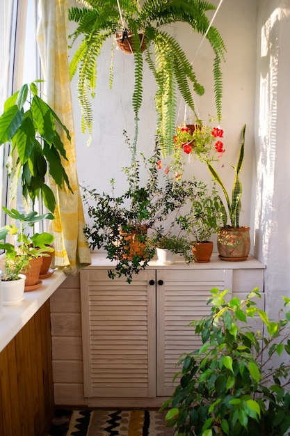 Foto kräuter- und blumengarten auf dem balkon