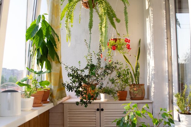 Foto kräuter- und blumengarten auf dem balkon