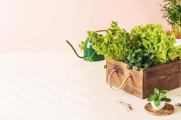 Kräuter und Salat in einer Holzkiste, Sämlinge und Bewässerungsdose auf einem hellen Hintergrund mit Kopierraum