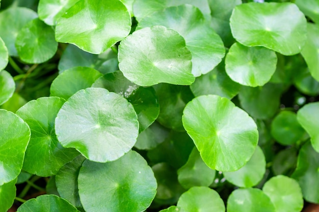 Kräutermedizinblätter von Centella asiatica, bekannt als gotu kola