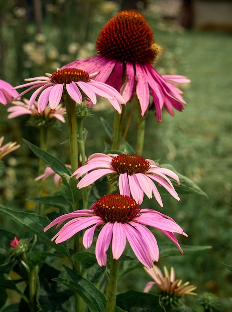 Kräuterpflanze Echinacea purpurea.