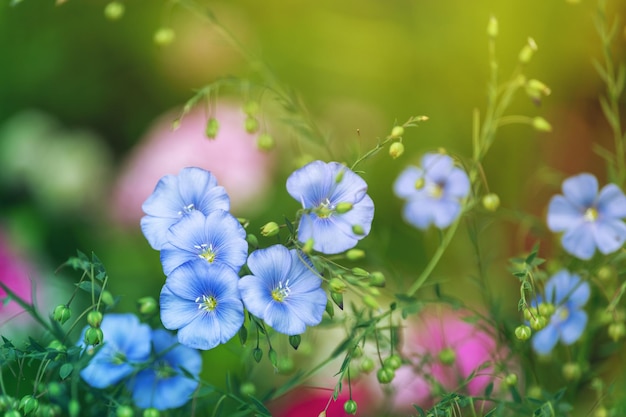 Kräuterpflanze mit blauen Blüten im Garten