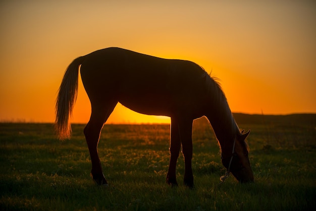 Kraftvolles, schönes, gut ausgestattetes Pferd bei Sonnenuntergang auf einem Feld