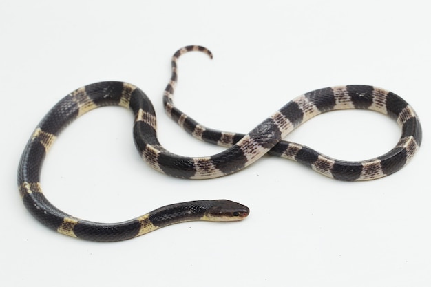 Krait malaio altamente venenoso ou krait azul bungarus candidus isolado no fundo branco