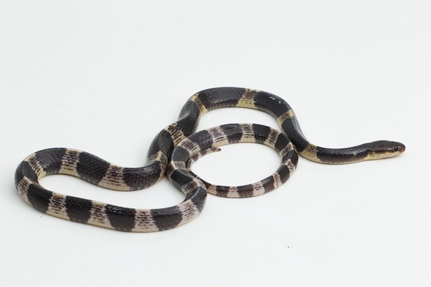 Krait malaio altamente venenoso ou krait azul bungarus candidus isolado no fundo branco