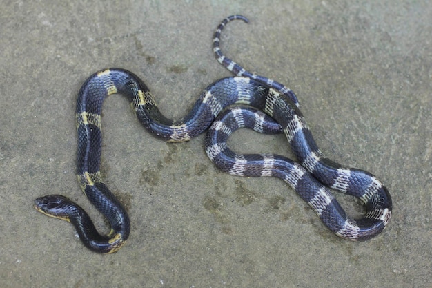 El krait malayo o krait azul es una especie de serpiente muy venenosa.