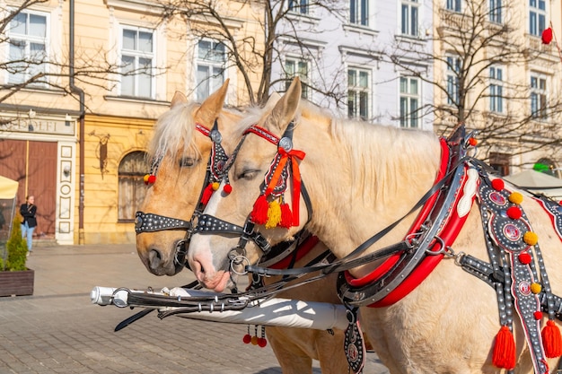 Krakau Polen 14. März 2022 Pferdekutschen am Hauptplatz in Krakau