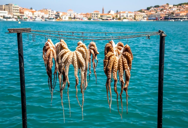 Kraken, die zum Trocknen in der Landschaft der griechischen Insel Lesbos aufgehängt wurden