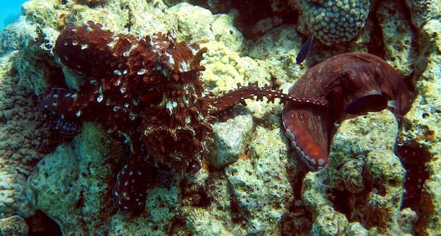 Kraken paaren sich am Korallenriff im Roten Meer, Eilat, Israel