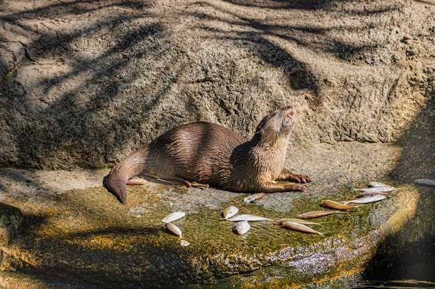 Krallenotter, der mittags Fisch isst