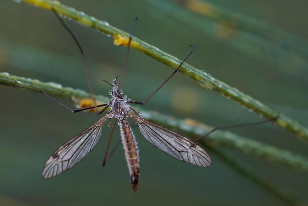 Kranfliege ist ein gebräuchlicher Name, der sich auf jedes Mitglied der Insektenfamilie Tipulidae bezieht