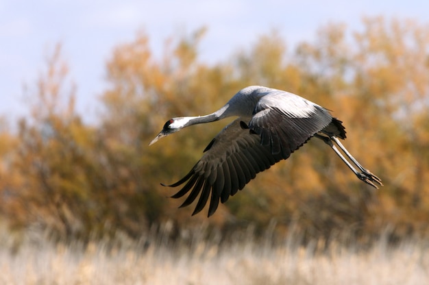 Kranich, der früh am Morgen fliegt, Vögel, Grus grus