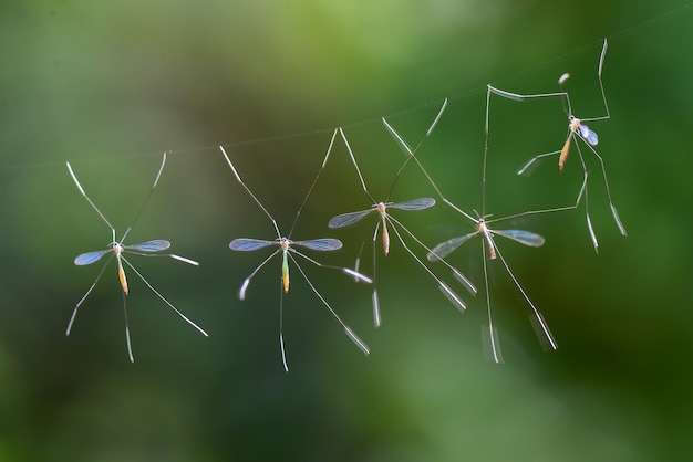 Kranich fliegen