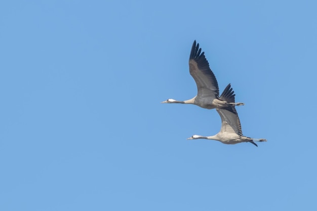 Kraniche im Flug blauen Himmel, (Grus Grus) Migration