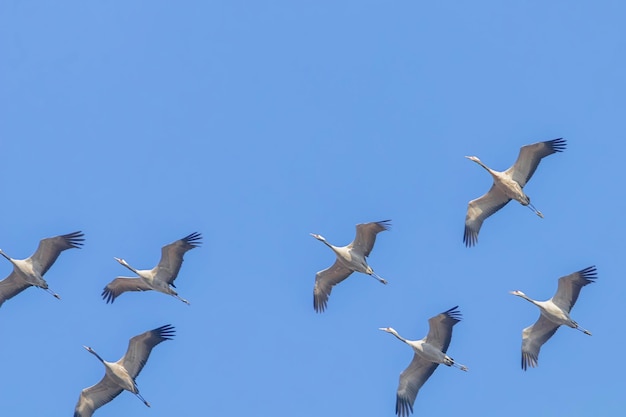 Kraniche im Flug blauen Himmel, (Grus Grus) Migration