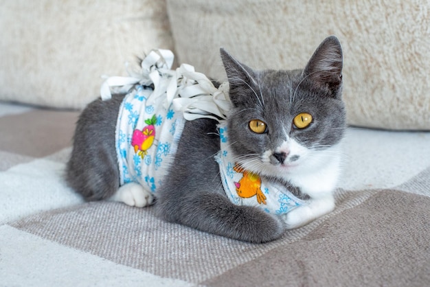 Kranke Hauskatze liegt nach der Operation zu Hause auf dem Sofa in der Kleidung Postoperative Verbandspflege von Haustier af