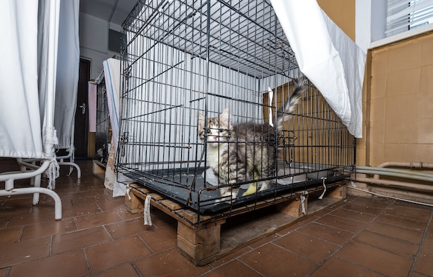 Kranke Katze in einem Krankenhaus in einem Käfig in einer Tierklinik