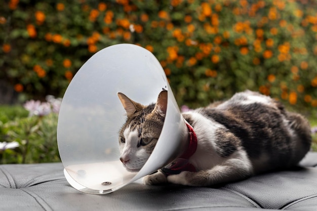 Kranke Katze mit einem Plastikhalsband auf dem Kopf, um zu verhindern, dass die Katze eine Wunde leckt