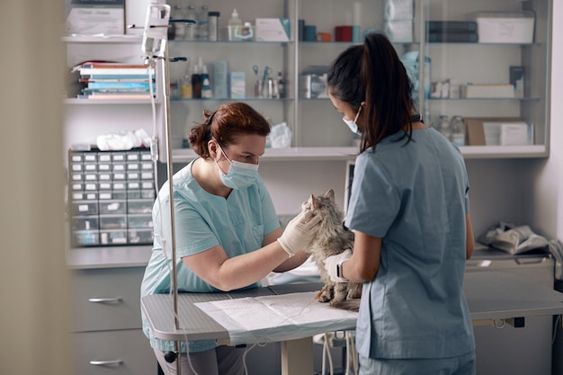 Krankenschwester hält flauschige Katze, während Tierarzt das Tier im Krankenhaus untersucht