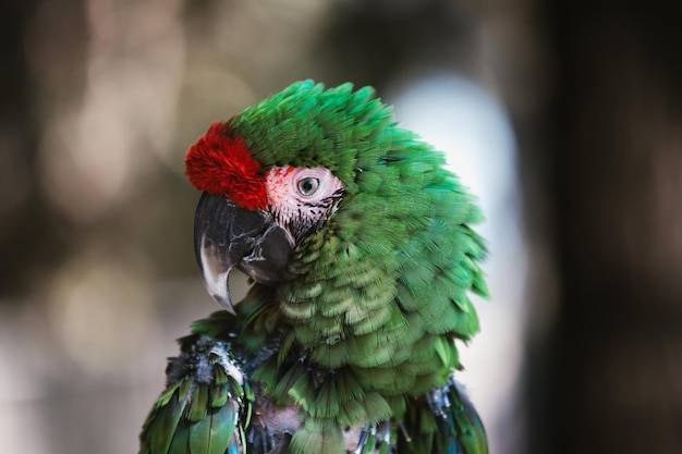 Foto kranker exotischer papagei