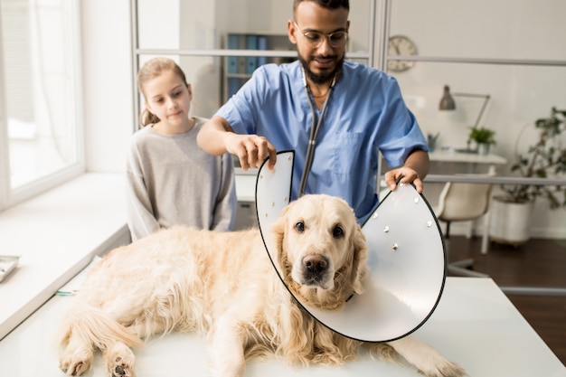 Kranker Hund, der auf Tisch liegt, während Kliniker des Veterinärkrankenhauses Trichter um seinen Hals vor dem medizinischen Eingriff legt
