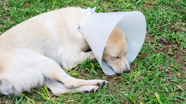 Kranker Hund, der einen Trichterkragen trägt und auf einem Gras liegt.