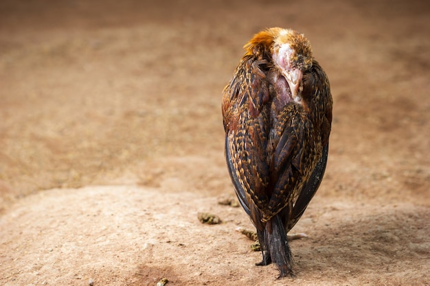 Krankes Huhn aus den Grund im Bauernhof. Konzept von Infektionskrankheiten von Hühnern.