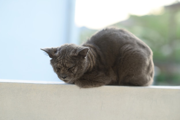 Krankes Lepra-Hautproblem der Katze Selektiver Fokus.