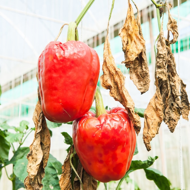 Krankheit Paprika auf dem Bauernhof, Anthracnose