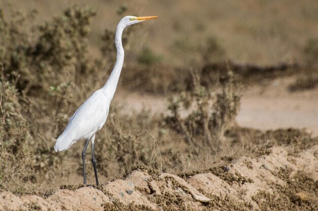 Kranvogel auf dem Feld