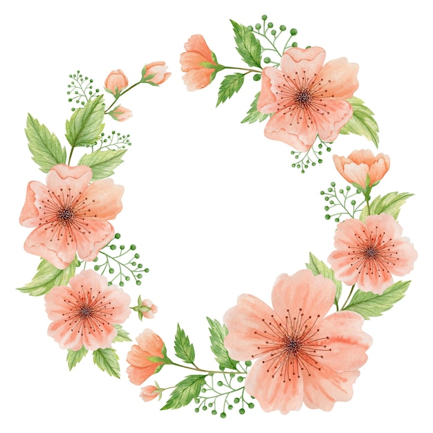 Kranz Aquarell-Illustration von Kirschblütenblüten, die auf weißem Hintergrund isoliert sind