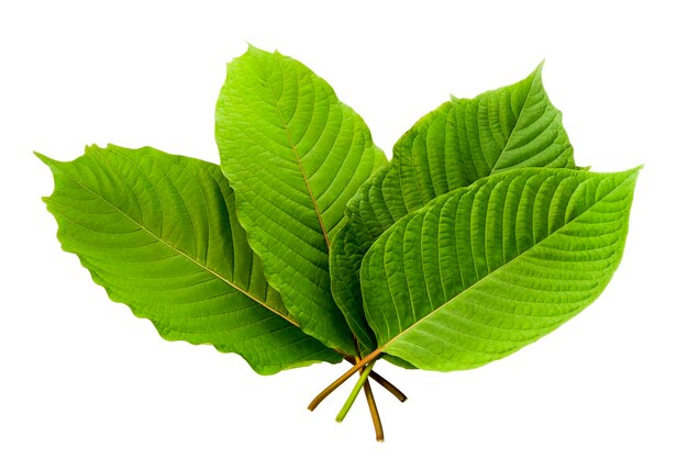 Foto el kratom deja plantas de hojas verdes que tienen beneficios para ayudar a reducir la grasa