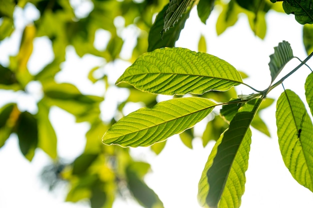 Kratom (Mitragyna speciosa) grün Ist eine Art Droge