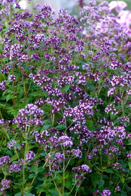 Kraut Origanum vulgare Kräutermedizin