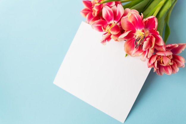 Kreative Frühlingskomposition aus Tulpen mit pastellblauem Papier und weißem Blatt für die Beschriftung Minimales flaches Lay-Konzept Bereites Postkartenbanner