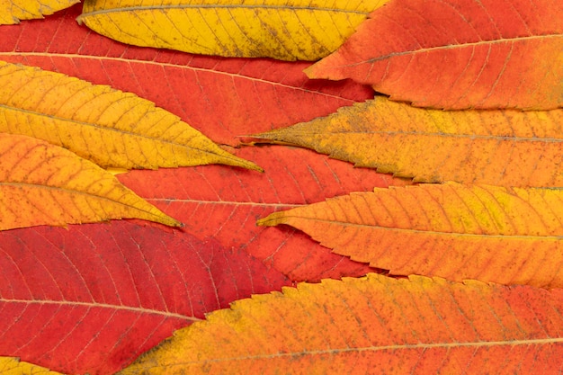Kreative Komposition des Herbstes mit bunten Blättern Herbstblätter Herbsthintergrund Flache Lage oben vie
