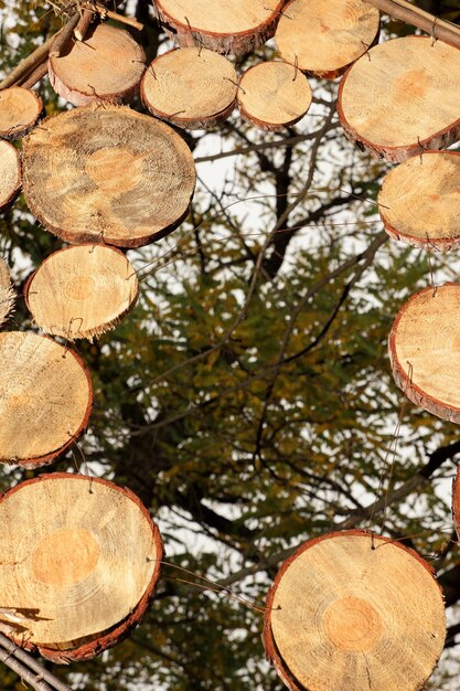 Kreative Komposition mit Holzmaterialien im offenen Raum Holzkreise auf verschwommenem Hintergrund