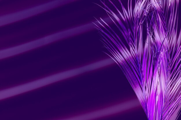 Kreativer abstrakter Hintergrund Leichter Schatten auf neonviolettem Palmblatt