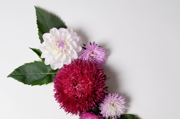 Kreativer Hintergrund mit Chrysanthemen- und Dahlienblumen. Blumenrand flach legen Konzept