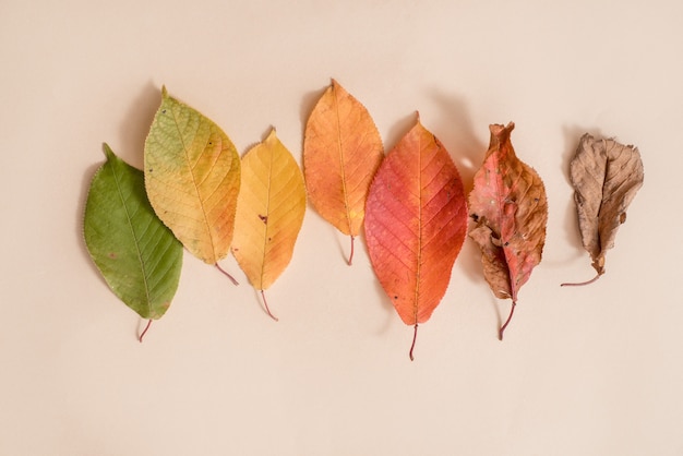 Kreativer Plan des bunten Herbstlaubs. Flach liegen. Jahreszeit .