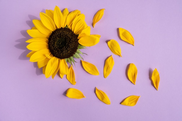 Kreatives Design mit Sonnenblumen und Blütenblättern auf lila Hintergrund